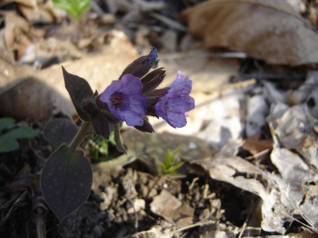 Fiori primaverili